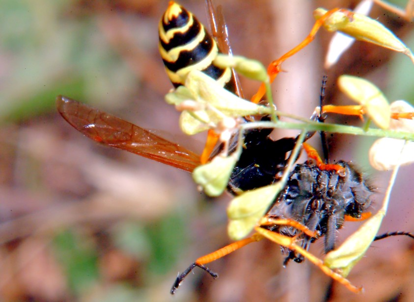 Polistes gallicus